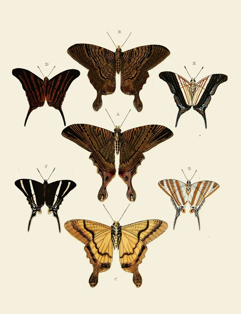 Foreign Butterflies Occurring In The Three Continents Asia Africa And America Pl 008 Wall Art by Pieter Cramer - High-Resolution Digital Print