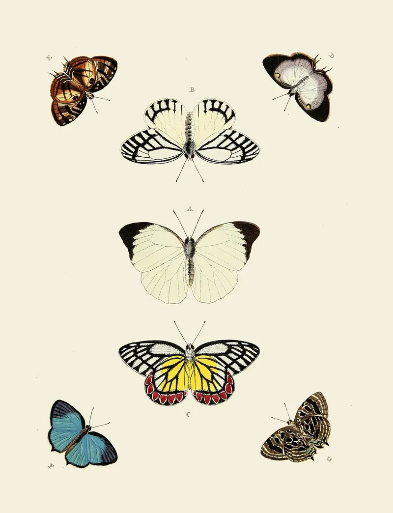 Foreign Butterflies Occurring In The Three Continents Asia Africa And America Pl 009 Wall Art by Pieter Cramer - High-Resolution Digital Print