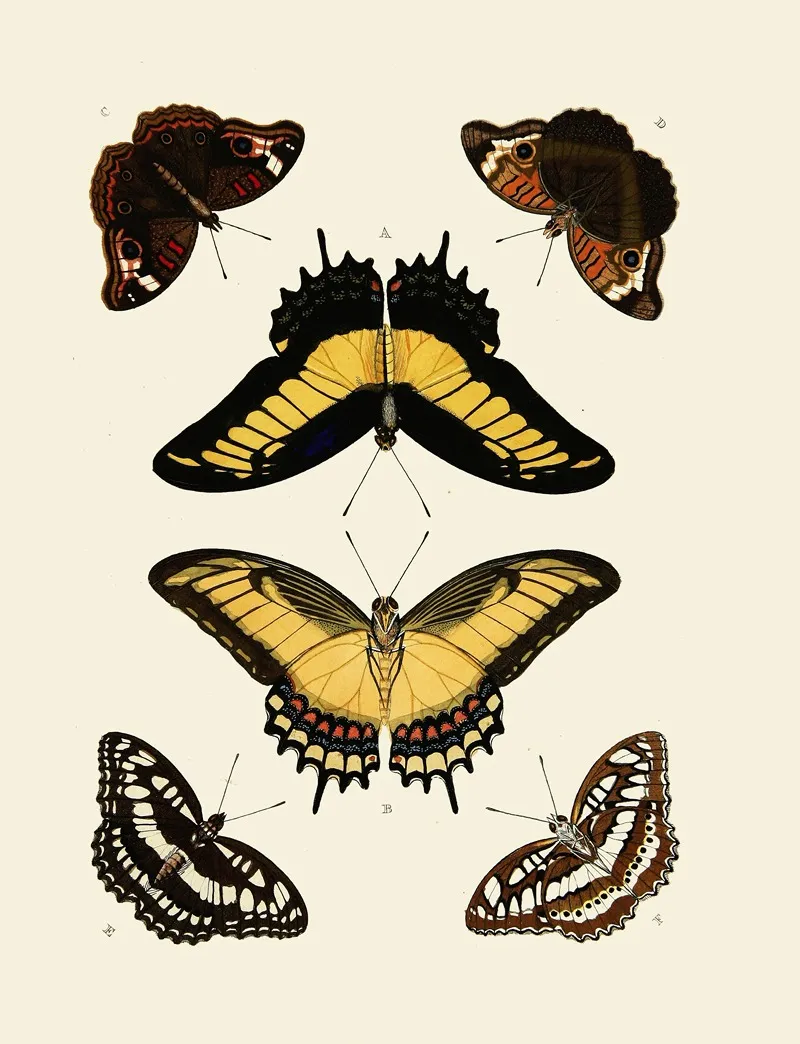 Foreign Butterflies Occurring In The Three Continents Asia Africa And America Pl 011 Wall Art by Pieter Cramer - High-Resolution Digital Print