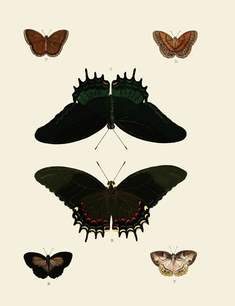 Foreign Butterflies Occurring In The Three Continents Asia Africa And America Pl 012 Wall Art by Pieter Cramer - High-Resolution Digital Print