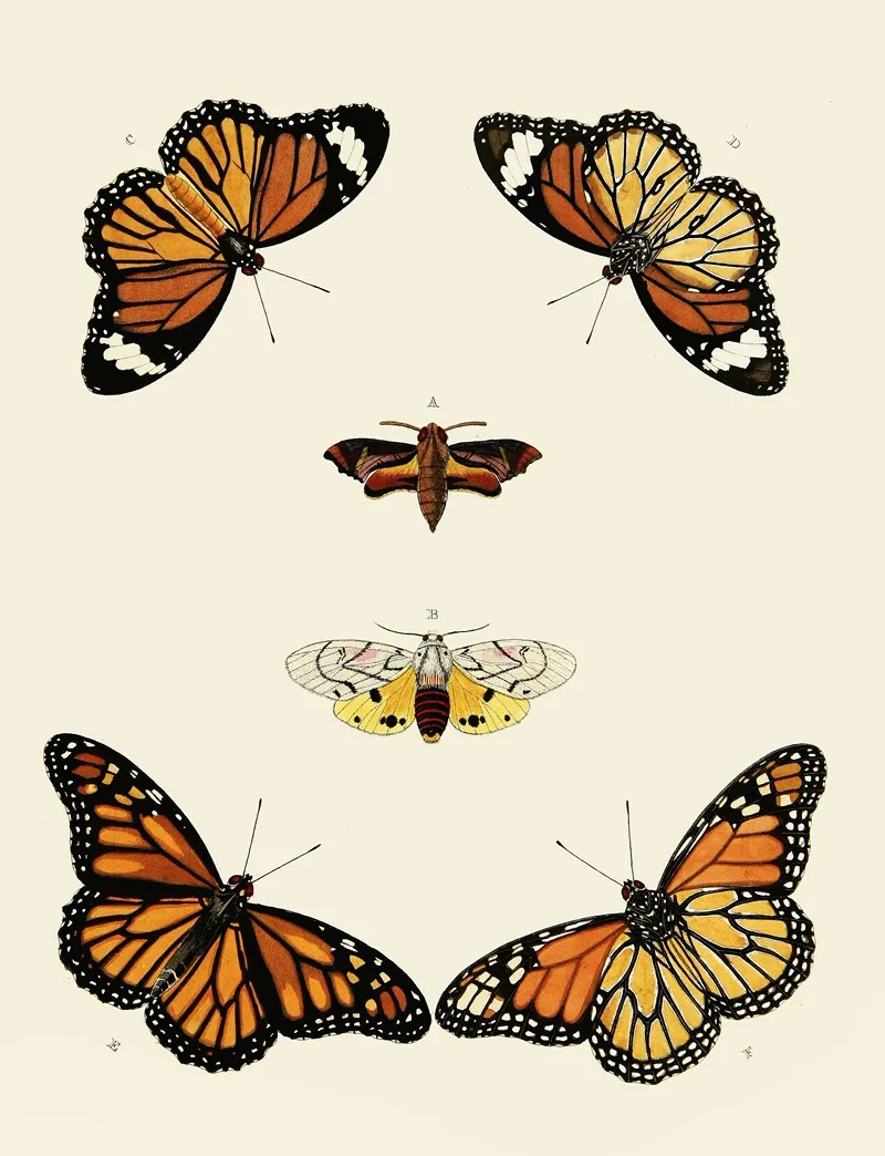 Foreign Butterflies Occurring In The Three Continents Asia Africa And America Pl 014 Wall Art by Pieter Cramer - High-Resolution Digital Print