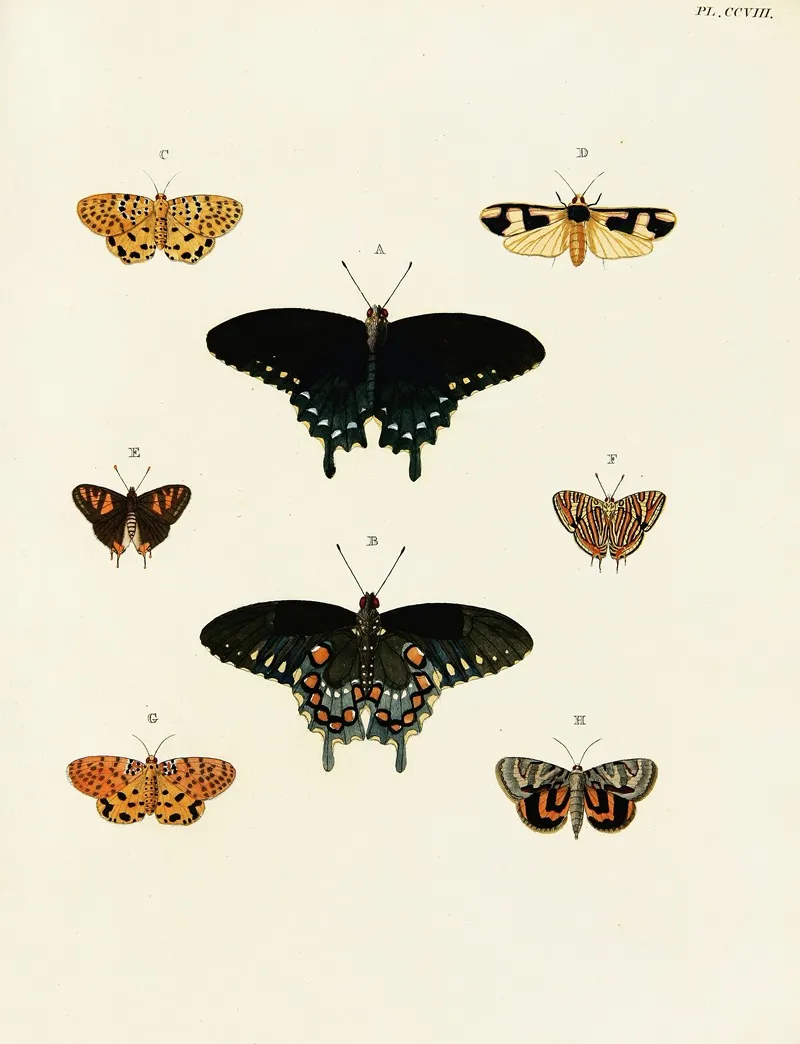 Foreign Butterflies Occurring In The Three Continents Asia Africa And America Pl 016 Wall Art by Pieter Cramer - High-Resolution Digital Print