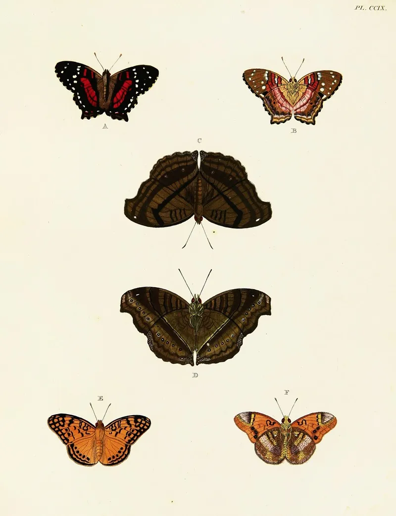 Foreign Butterflies Occurring In The Three Continents Asia Africa And America Pl 017 Wall Art by Pieter Cramer - High-Resolution Digital Print
