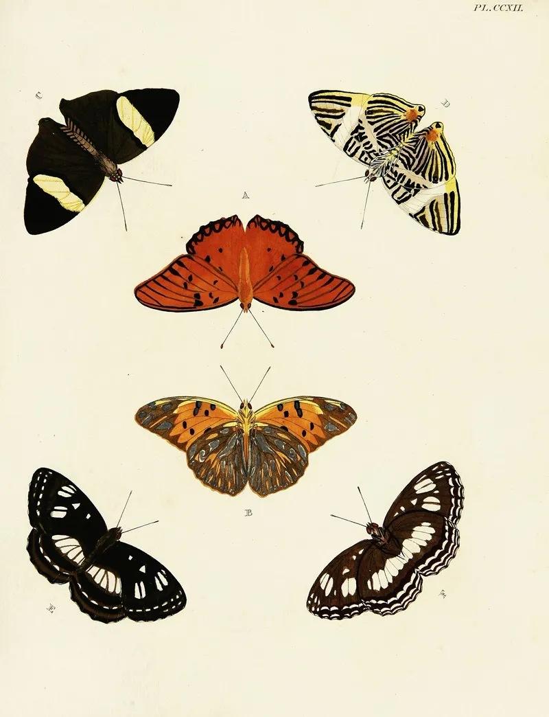 Foreign Butterflies Occurring In The Three Continents Asia Africa And America Pl 020 Wall Art by Pieter Cramer - High-Resolution Digital Print