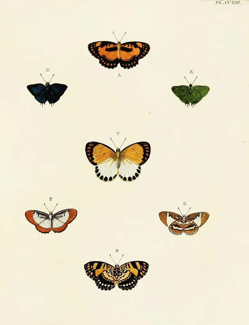 Foreign Butterflies Occurring In The Three Continents Asia Africa And America Pl 021 Wall Art by Pieter Cramer - High-Resolution Digital Print