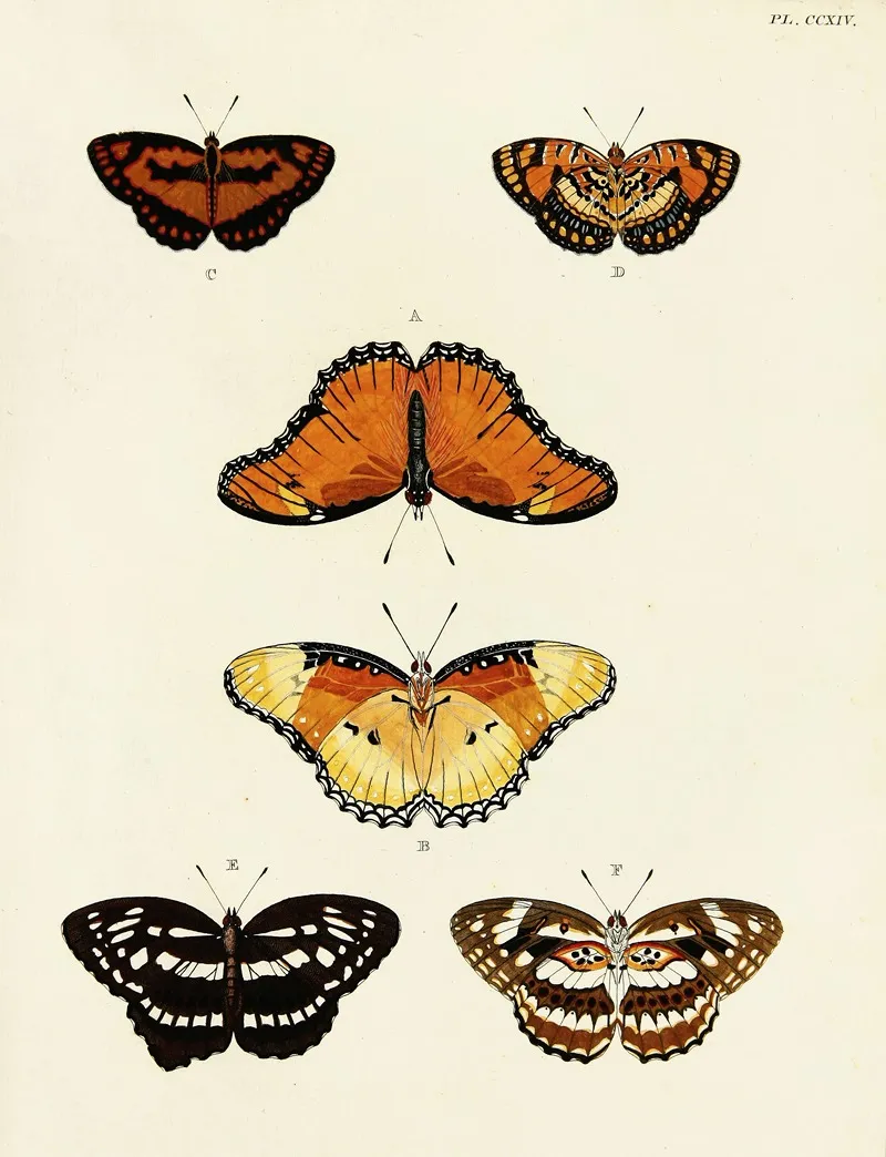 Foreign Butterflies Occurring In The Three Continents Asia Africa And America Pl 022 Wall Art by Pieter Cramer - High-Resolution Digital Print