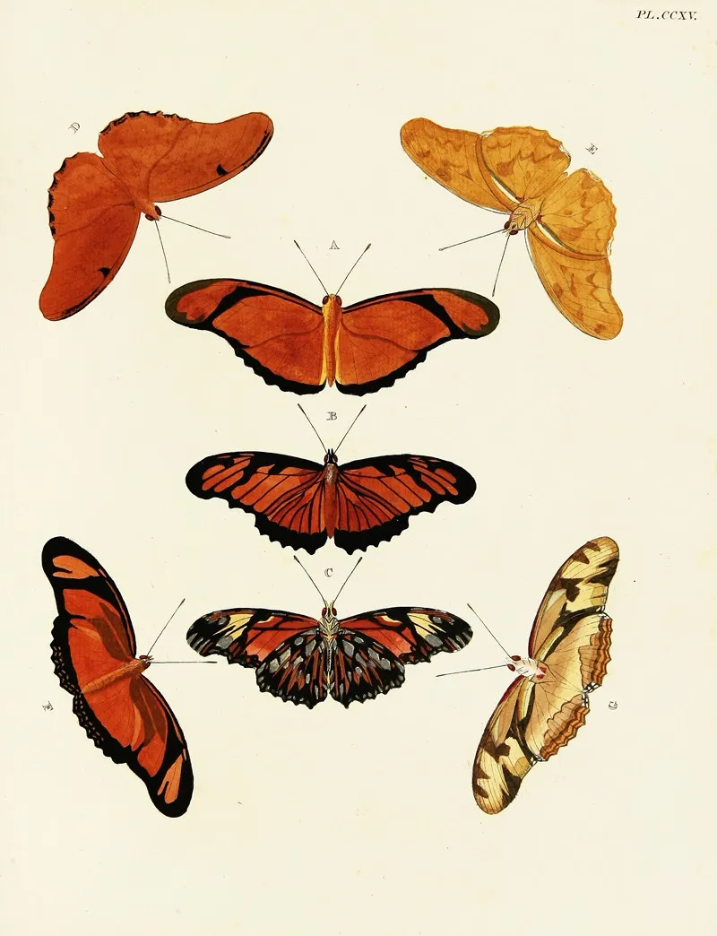 Foreign Butterflies Occurring In The Three Continents Asia Africa And America Pl 023 Wall Art by Pieter Cramer - High-Resolution Digital Print