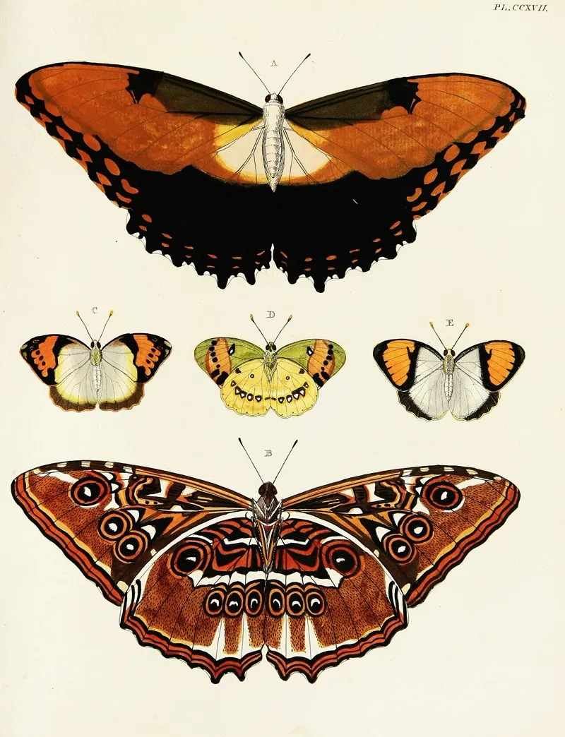 Foreign Butterflies Occurring In The Three Continents Asia Africa And America Pl 025 Wall Art by Pieter Cramer - High-Resolution Digital Print
