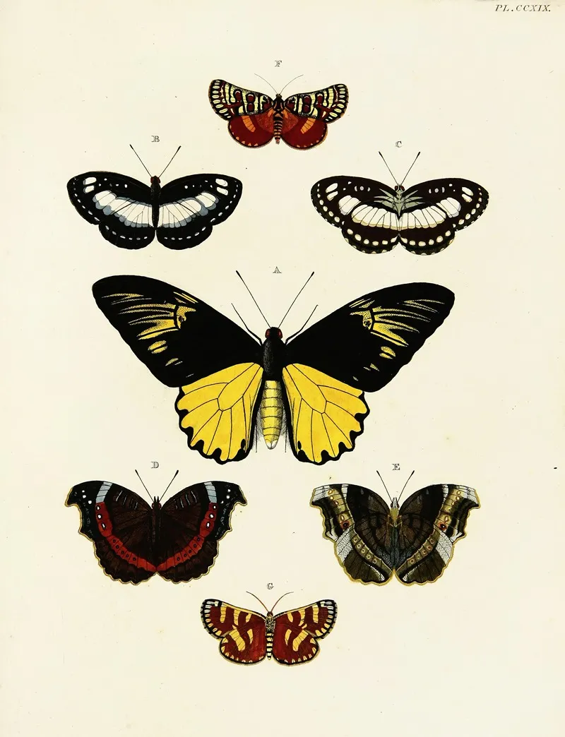 Foreign Butterflies Occurring In The Three Continents Asia Africa And America Pl 027 Wall Art by Pieter Cramer - High-Resolution Digital Print