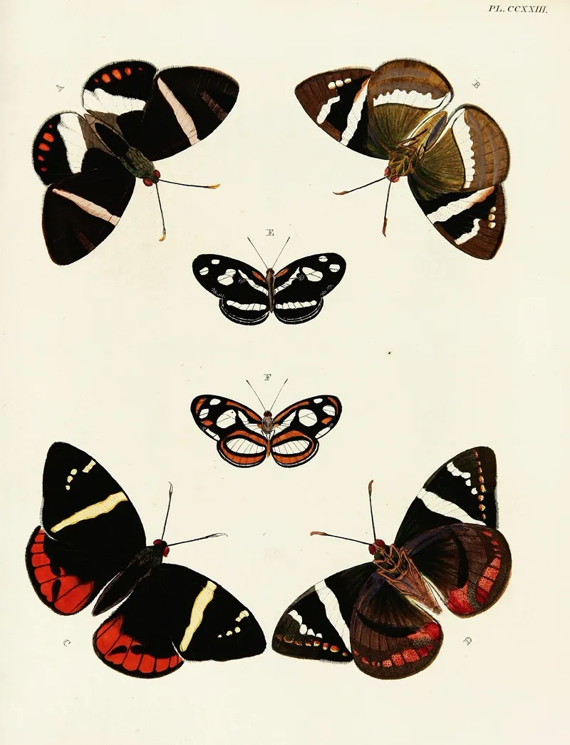 Foreign Butterflies Occurring In The Three Continents Asia Africa And America Pl 030 Wall Art by Pieter Cramer - High-Resolution Digital Print