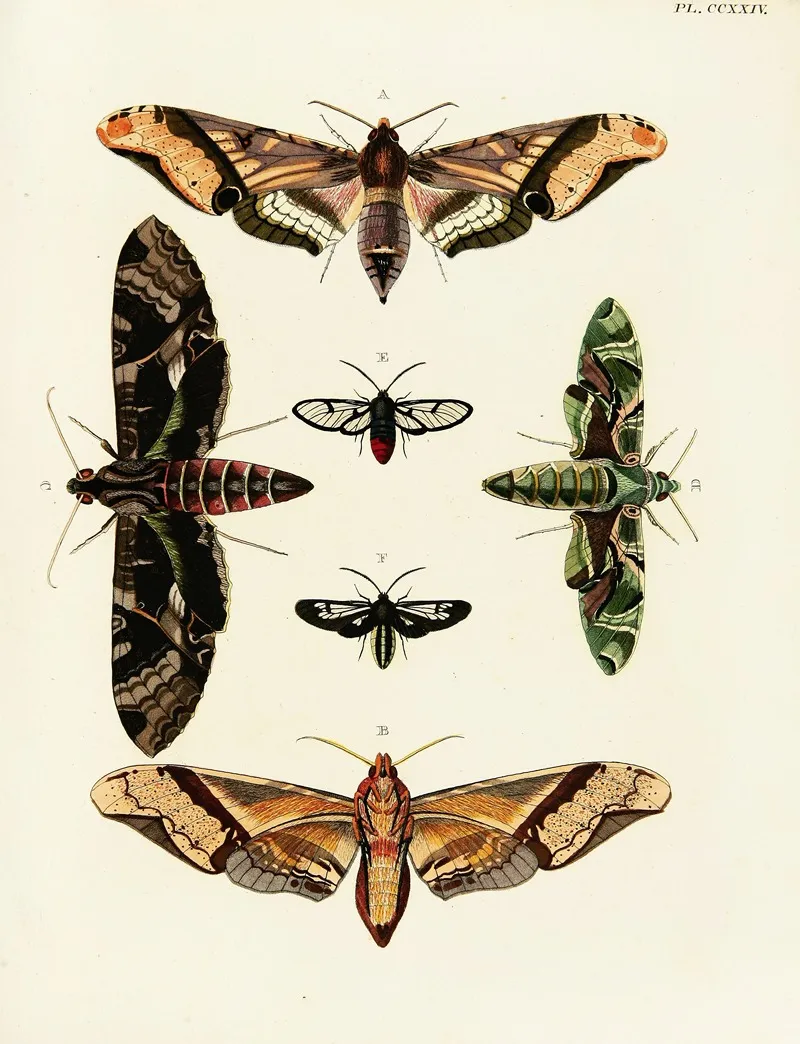 Foreign Butterflies Occurring In The Three Continents Asia Africa And America Pl 031 Wall Art by Pieter Cramer - High-Resolution Digital Print