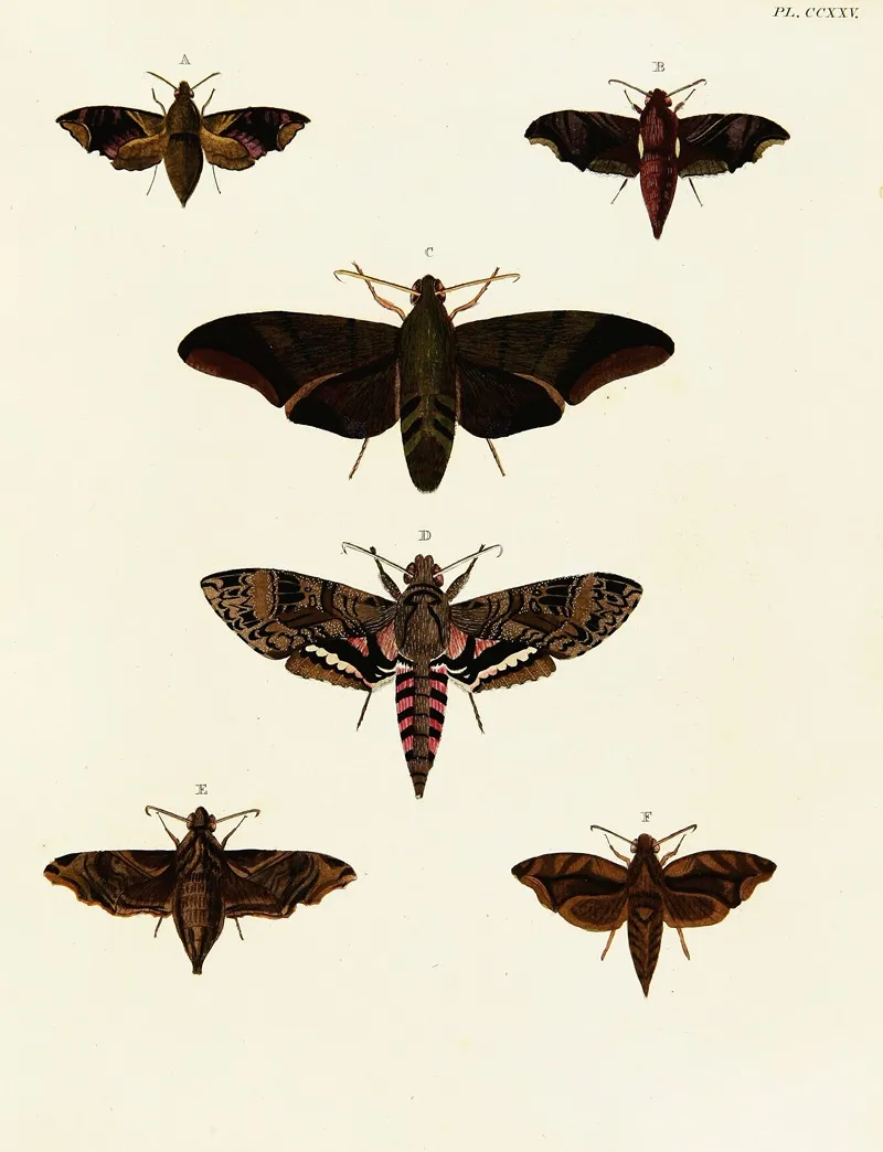 Foreign Butterflies Occurring In The Three Continents Asia Africa And America Pl 032 Wall Art by Pieter Cramer - High-Resolution Digital Print