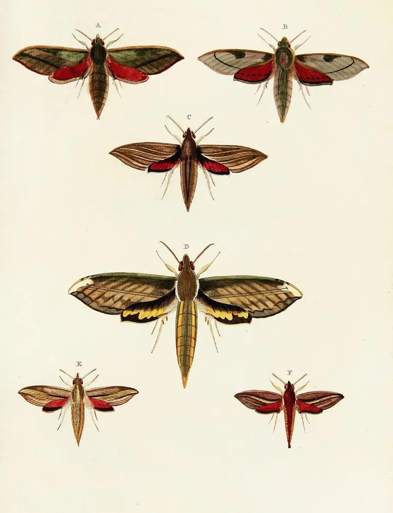 Foreign Butterflies Occurring In The Three Continents Asia Africa And America Pl 033 Wall Art by Pieter Cramer - High-Resolution Digital Print
