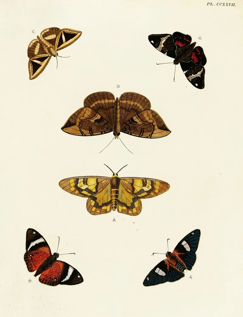 Foreign Butterflies Occurring In The Three Continents Asia Africa And America Pl 034 Wall Art by Pieter Cramer - High-Resolution Digital Print