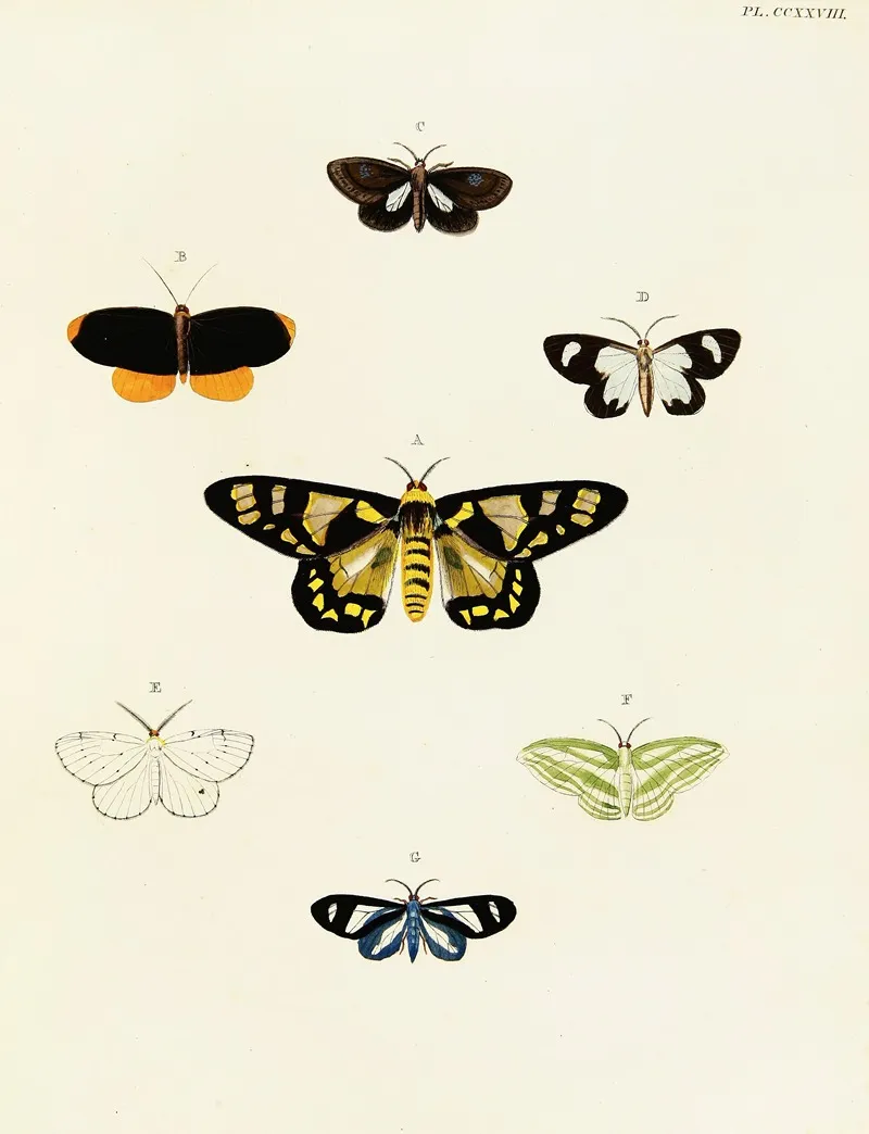 Foreign Butterflies Occurring In The Three Continents Asia Africa And America Pl 035 Wall Art by Pieter Cramer - High-Resolution Digital Print