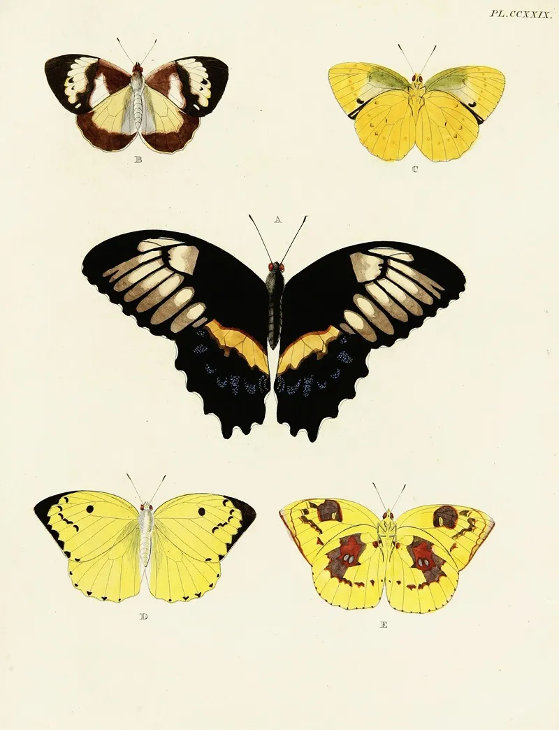 Foreign Butterflies Occurring In The Three Continents Asia Africa And America Pl 036 Wall Art by Pieter Cramer - High-Resolution Digital Print