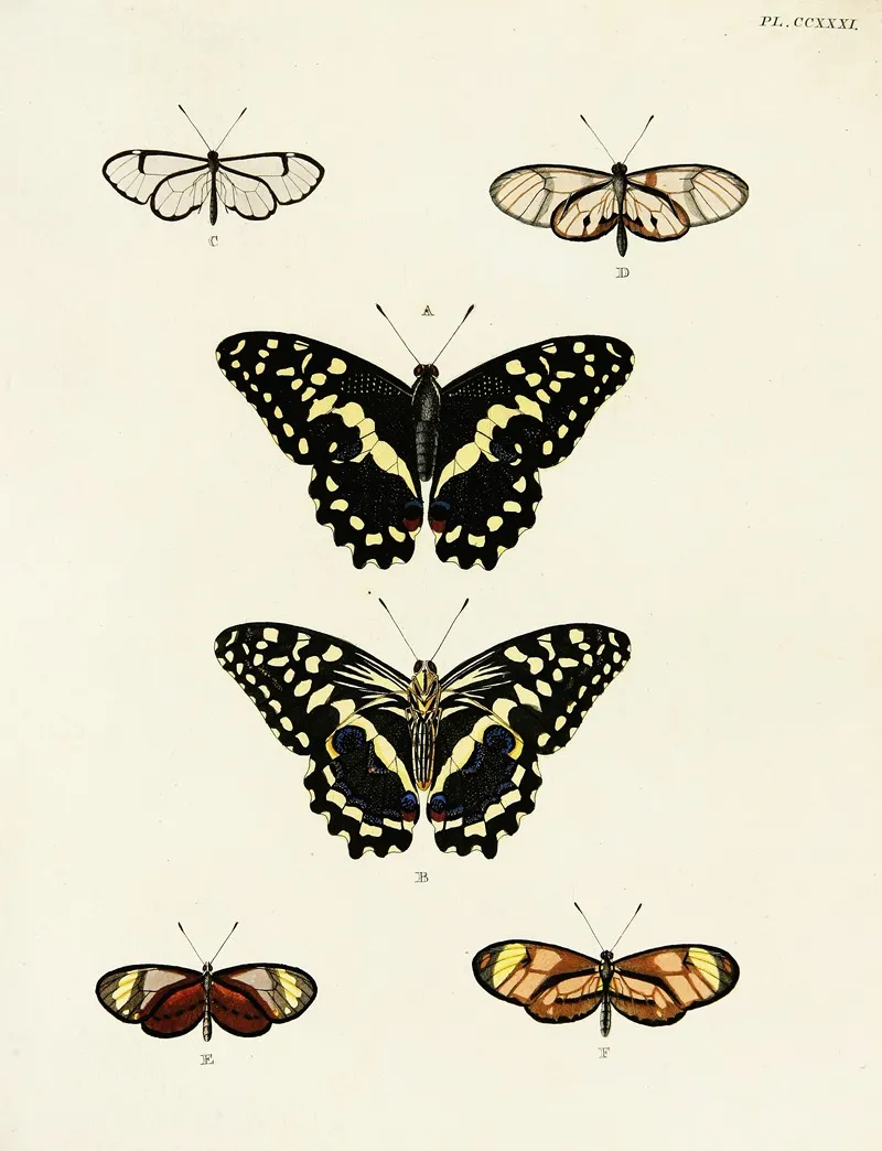 Foreign Butterflies Occurring In The Three Continents Asia Africa And America Pl 038 Wall Art by Pieter Cramer - High-Resolution Digital Print