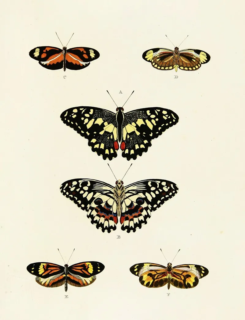 Foreign Butterflies Occurring In The Three Continents Asia Africa And America Pl 039 Wall Art by Pieter Cramer - High-Resolution Digital Print