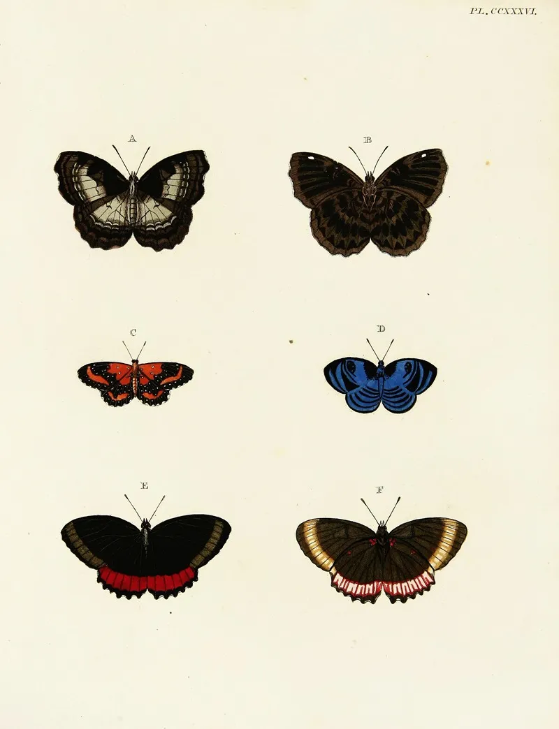 Foreign Butterflies Occurring In The Three Continents Asia Africa And America Pl 043 Wall Art by Pieter Cramer - High-Resolution Digital Print