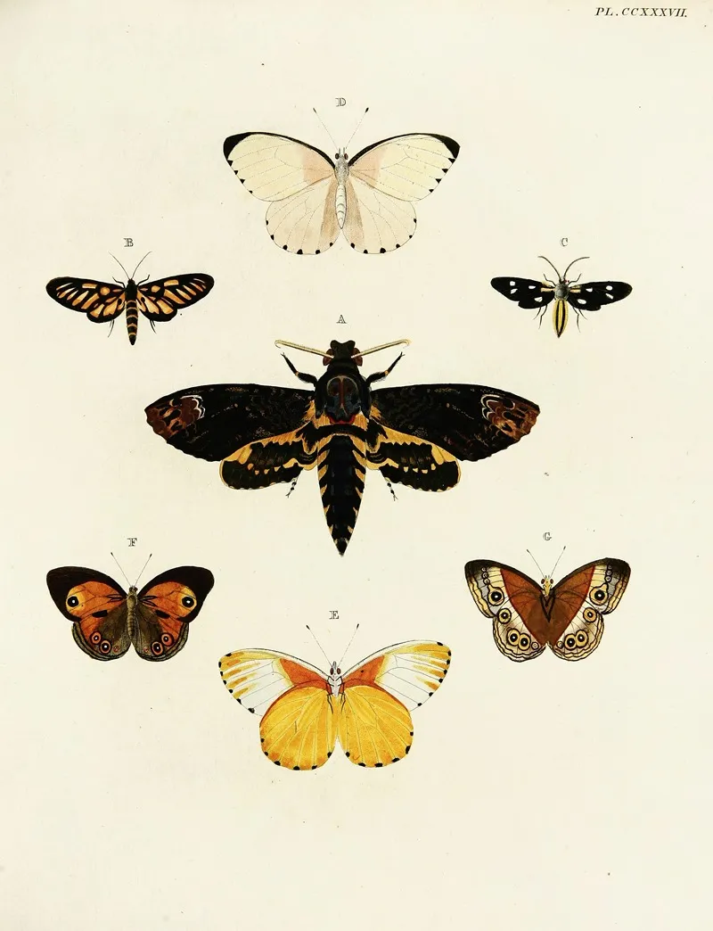 Foreign Butterflies Occurring In The Three Continents Asia Africa And America Pl 044 Wall Art by Pieter Cramer - High-Resolution Digital Print