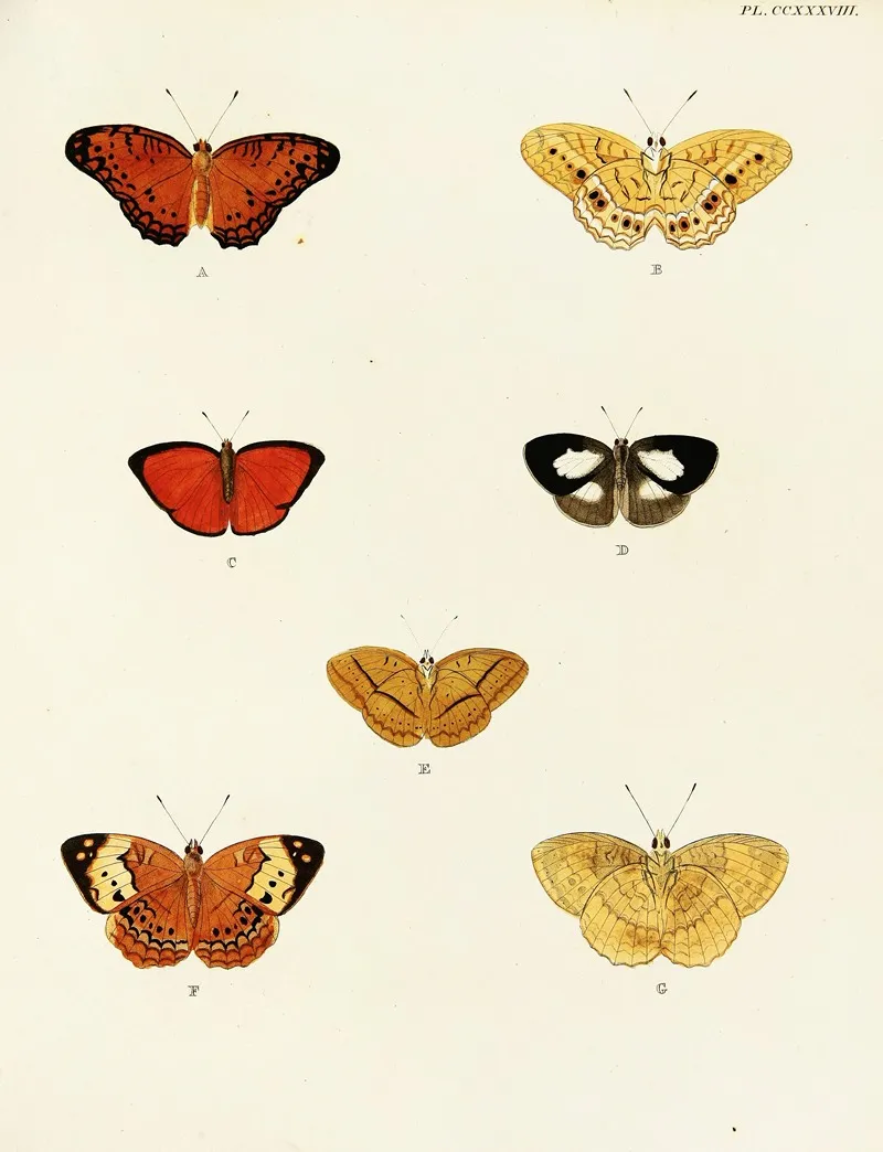 Foreign Butterflies Occurring In The Three Continents Asia Africa And America Pl 045 Wall Art by Pieter Cramer - High-Resolution Digital Print