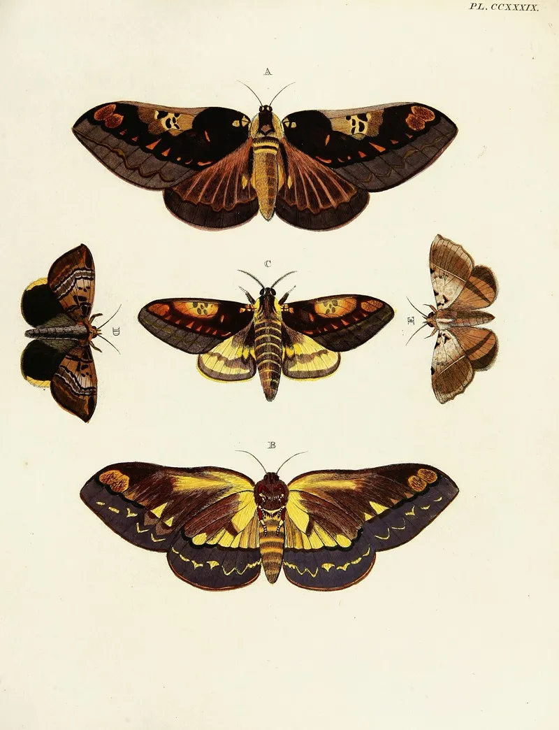 Foreign Butterflies Occurring In The Three Continents Asia Africa And America Pl 046 Wall Art by Pieter Cramer - High-Resolution Digital Print