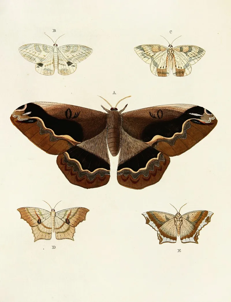 Foreign Butterflies Occurring In The Three Continents Asia Africa And America Pl 047 Wall Art by Pieter Cramer - High-Resolution Digital Print