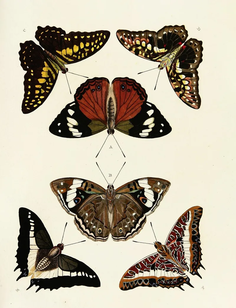 Foreign Butterflies Occurring In The Three Continents Asia Africa And America Pl 048 Wall Art by Pieter Cramer - High-Resolution Digital Print