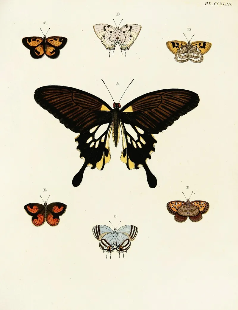 Foreign Butterflies Occurring In The Three Continents Asia Africa And America Pl 050 Wall Art by Pieter Cramer - High-Resolution Digital Print