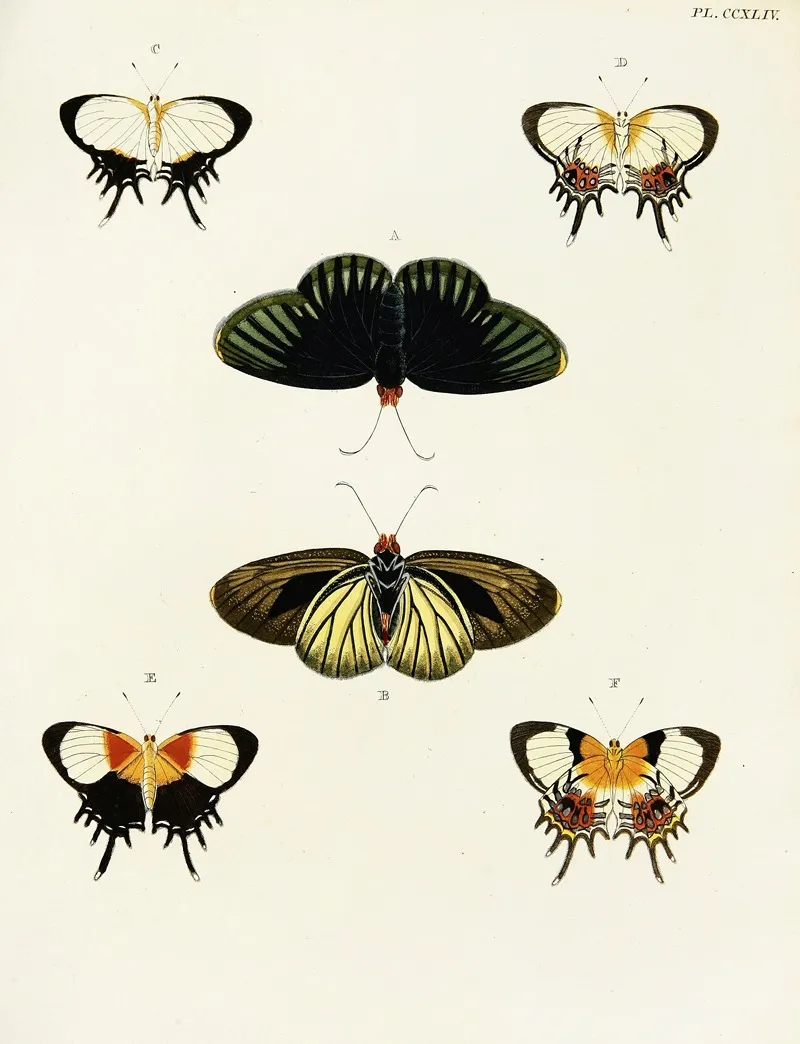 Foreign Butterflies Occurring In The Three Continents Asia Africa And America Pl 051 Wall Art by Pieter Cramer - High-Resolution Digital Print