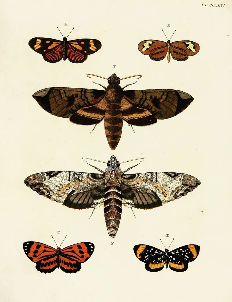 Foreign Butterflies Occurring In The Three Continents Asia Africa And America Pl 053 Wall Art by Pieter Cramer - High-Resolution Digital Print