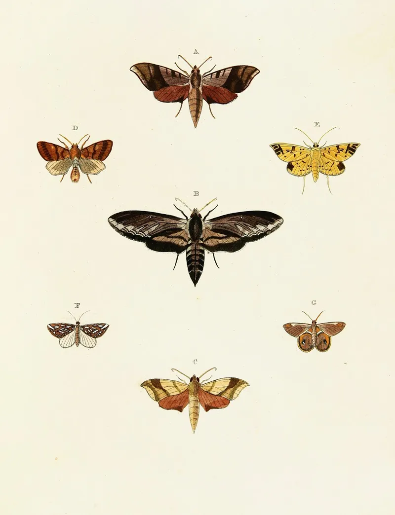 Foreign Butterflies Occurring In The Three Continents Asia Africa And America Pl 054 Wall Art by Pieter Cramer - High-Resolution Digital Print
