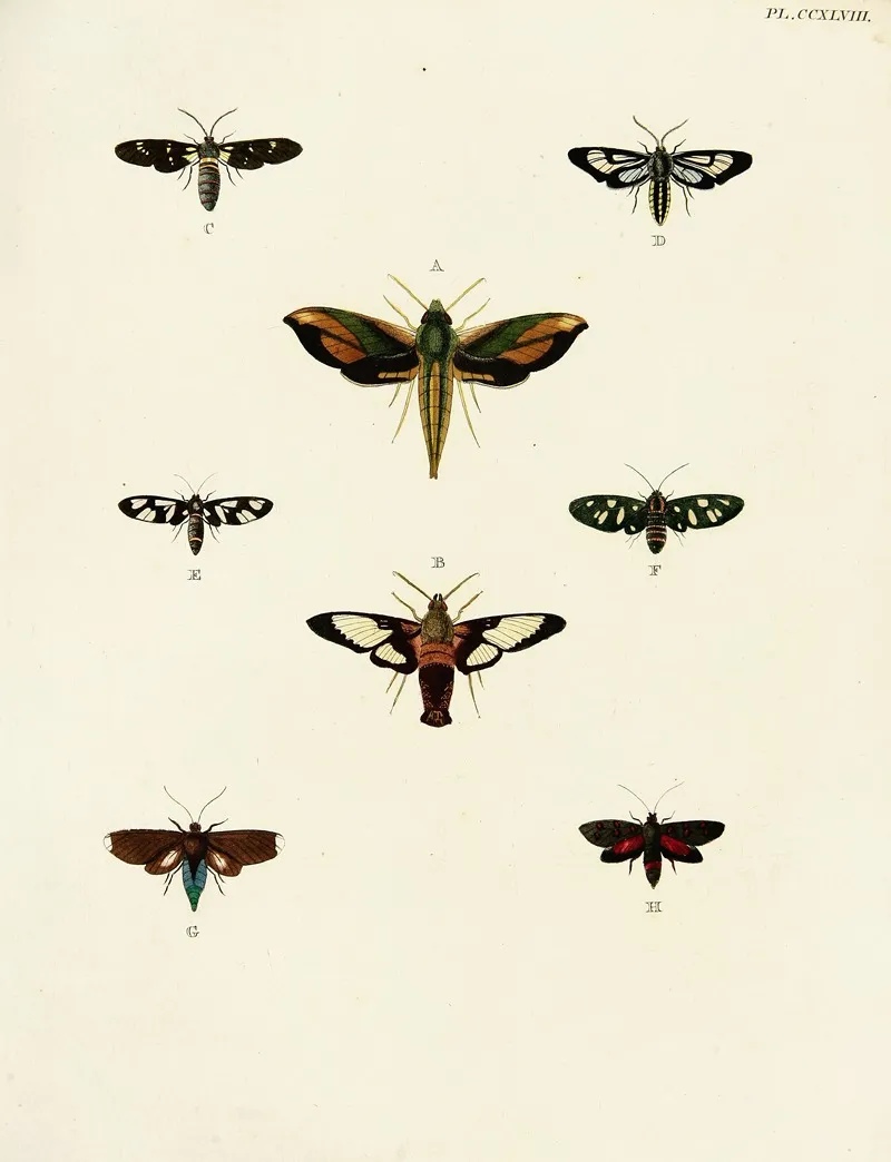 Foreign Butterflies Occurring In The Three Continents Asia Africa And America Pl 055 Wall Art by Pieter Cramer - High-Resolution Digital Print