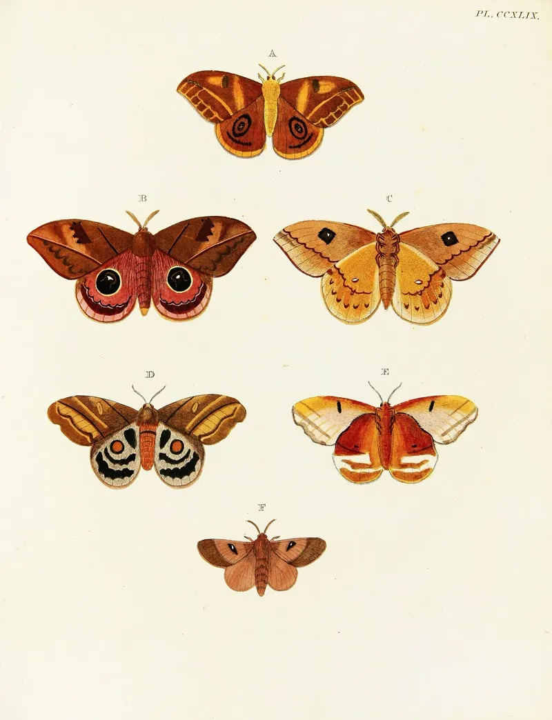 Foreign Butterflies Occurring In The Three Continents Asia Africa And America Pl 056 Wall Art by Pieter Cramer - High-Resolution Digital Print