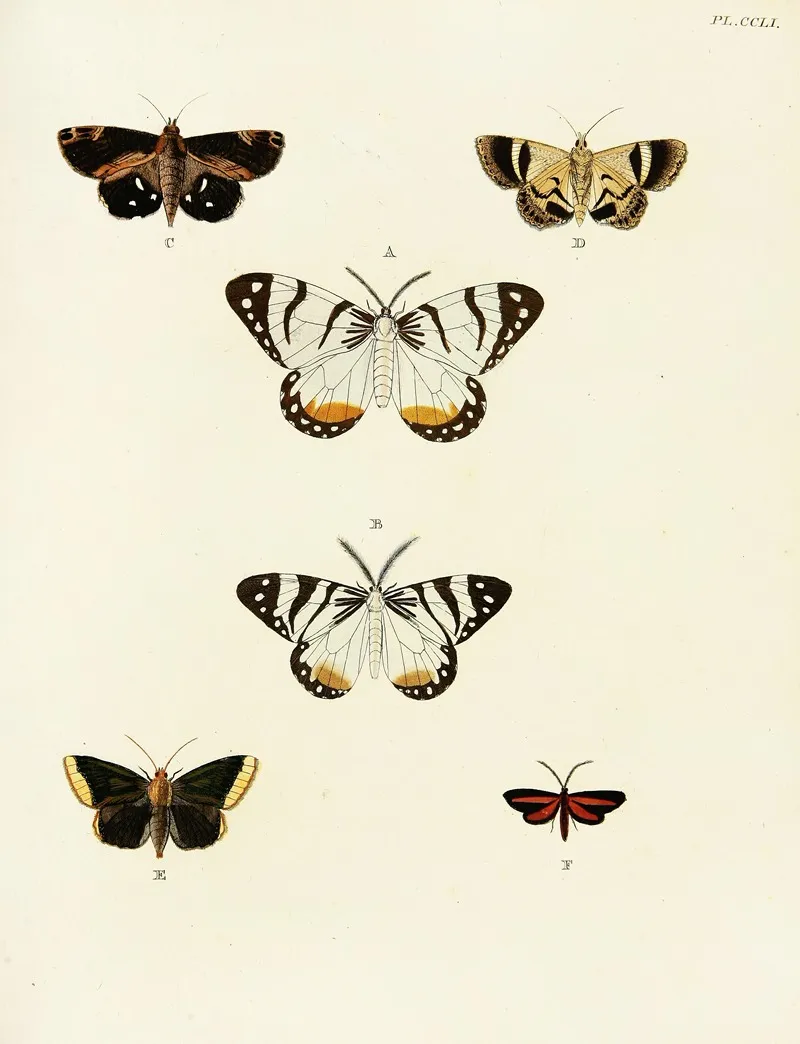 Foreign Butterflies Occurring In The Three Continents Asia Africa And America Pl 058 Wall Art by Pieter Cramer - High-Resolution Digital Print