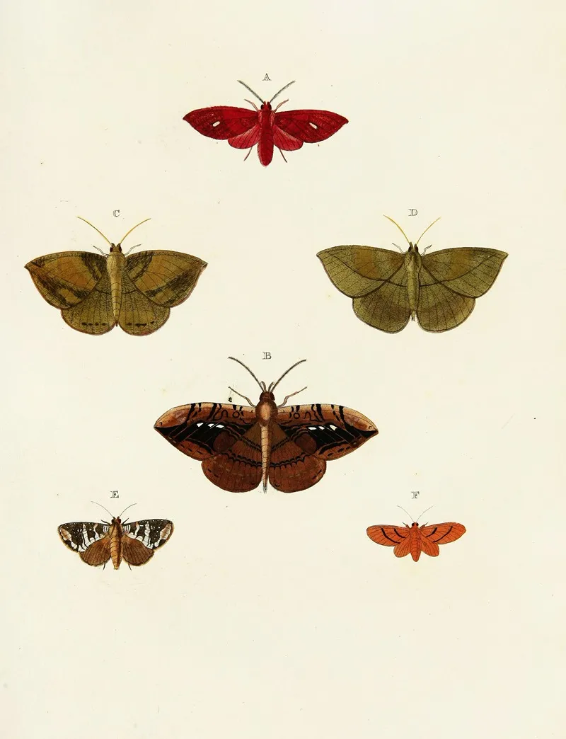 Foreign Butterflies Occurring In The Three Continents Asia Africa And America Pl 059 Wall Art by Pieter Cramer - High-Resolution Digital Print