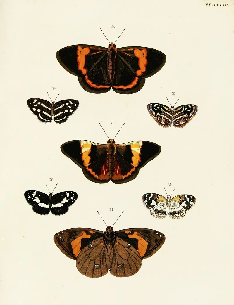 Foreign Butterflies Occurring In The Three Continents Asia Africa And America Pl 060 Wall Art by Pieter Cramer - High-Resolution Digital Print