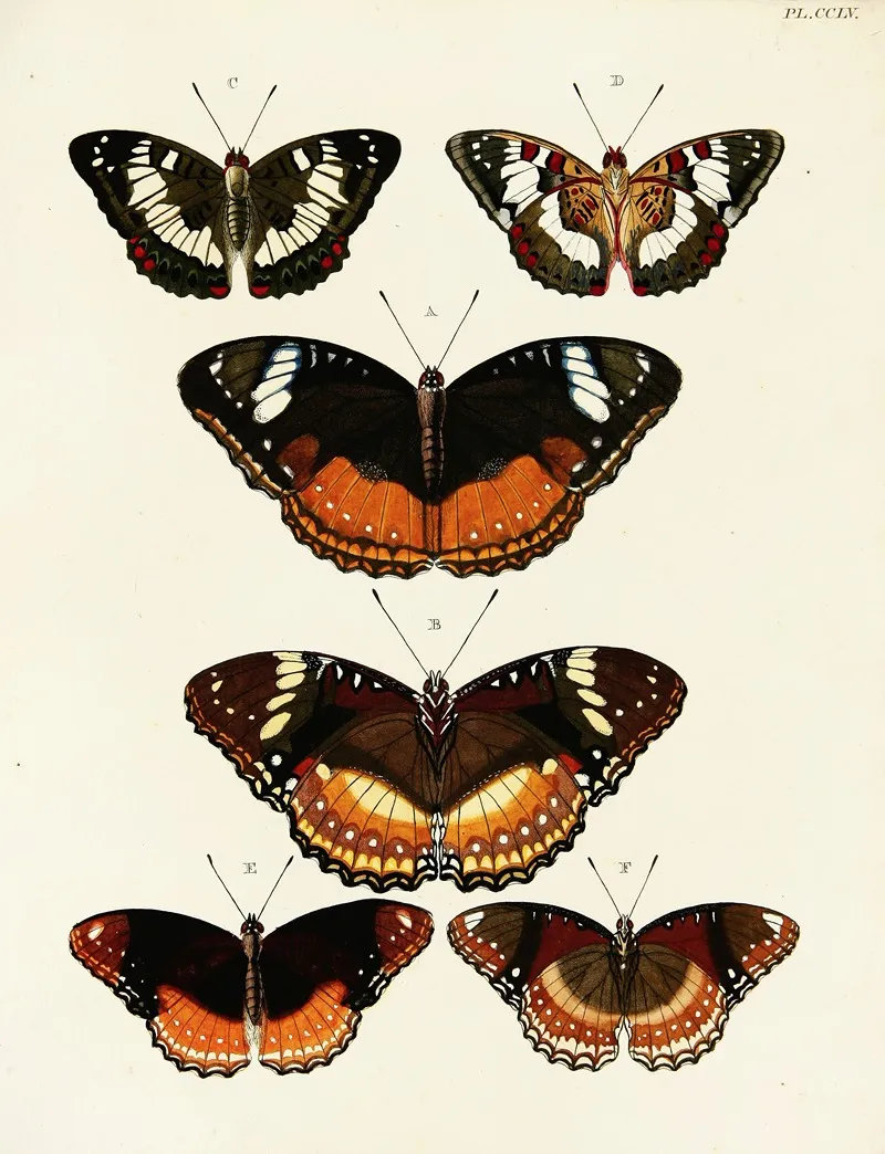 Foreign Butterflies Occurring In The Three Continents Asia Africa And America Pl 062 Wall Art by Pieter Cramer - High-Resolution Digital Print
