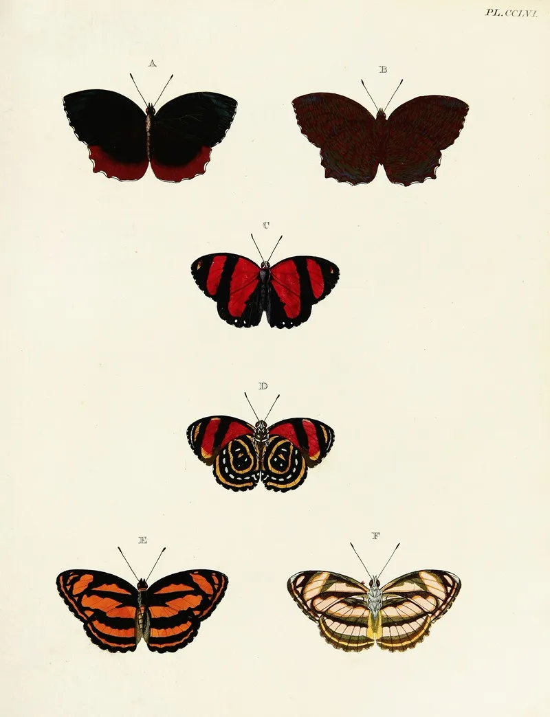 Foreign Butterflies Occurring In The Three Continents Asia Africa And America Pl 063 Wall Art by Pieter Cramer - High-Resolution Digital Print