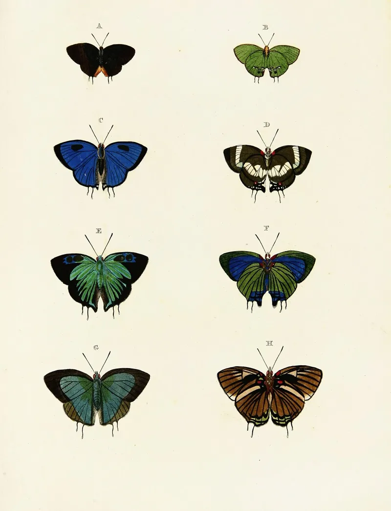 Foreign Butterflies Occurring In The Three Continents Asia Africa And America Pl 066 Wall Art by Pieter Cramer - High-Resolution Digital Print
