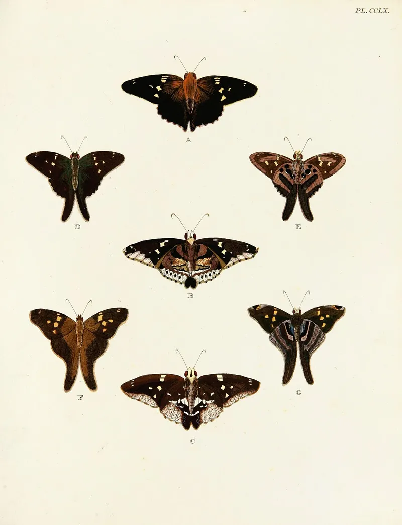 Foreign Butterflies Occurring In The Three Continents Asia Africa And America Pl 067 Wall Art by Pieter Cramer - High-Resolution Digital Print