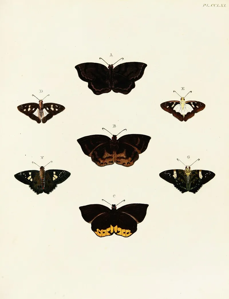 Foreign Butterflies Occurring In The Three Continents Asia Africa And America Pl 068 Wall Art by Pieter Cramer - High-Resolution Digital Print