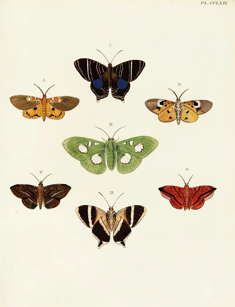 Foreign Butterflies Occurring In The Three Continents Asia Africa And America Pl 069 Wall Art by Pieter Cramer - High-Resolution Digital Print
