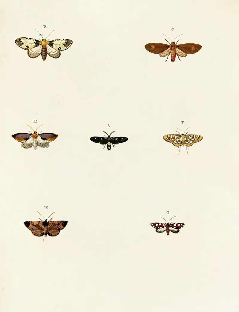 Foreign Butterflies Occurring In The Three Continents Asia Africa And America Pl 071 Wall Art by Pieter Cramer - High-Resolution Digital Print