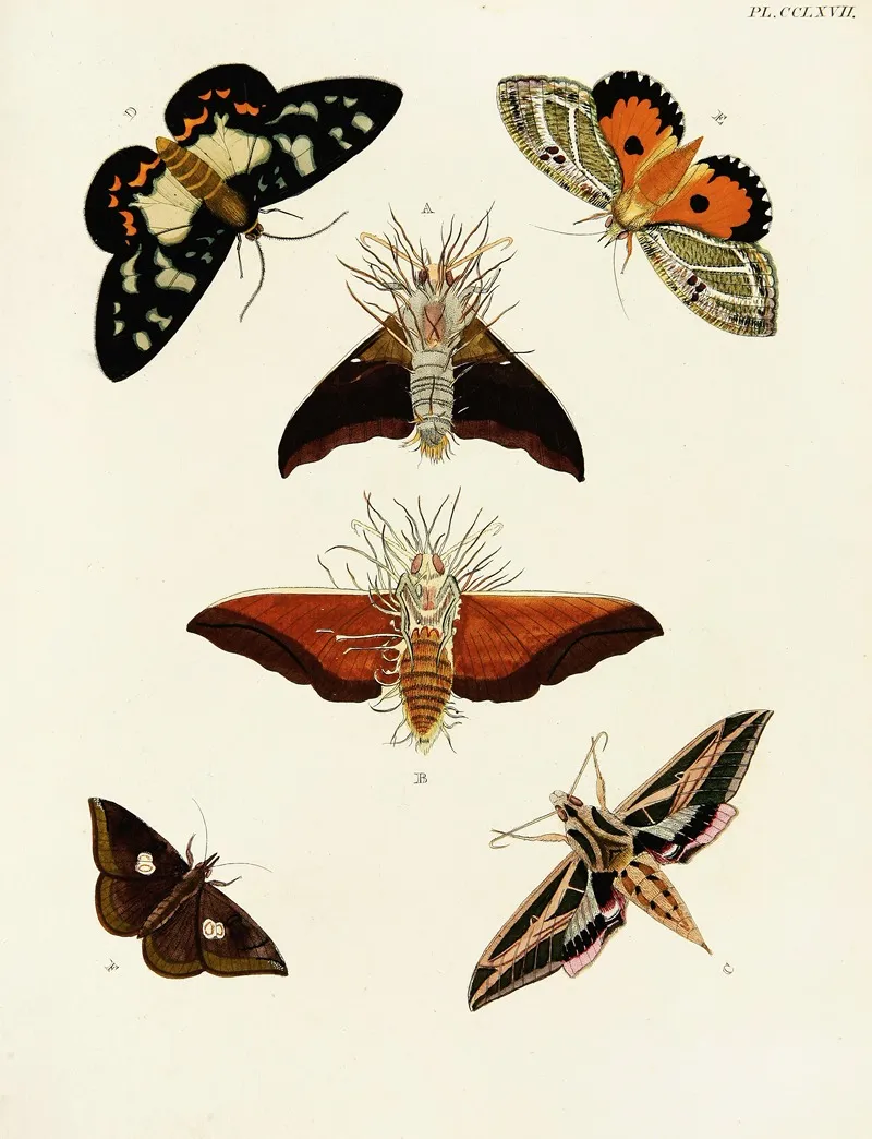 Foreign Butterflies Occurring In The Three Continents Asia Africa And America Pl 074 Wall Art by Pieter Cramer - High-Resolution Digital Print