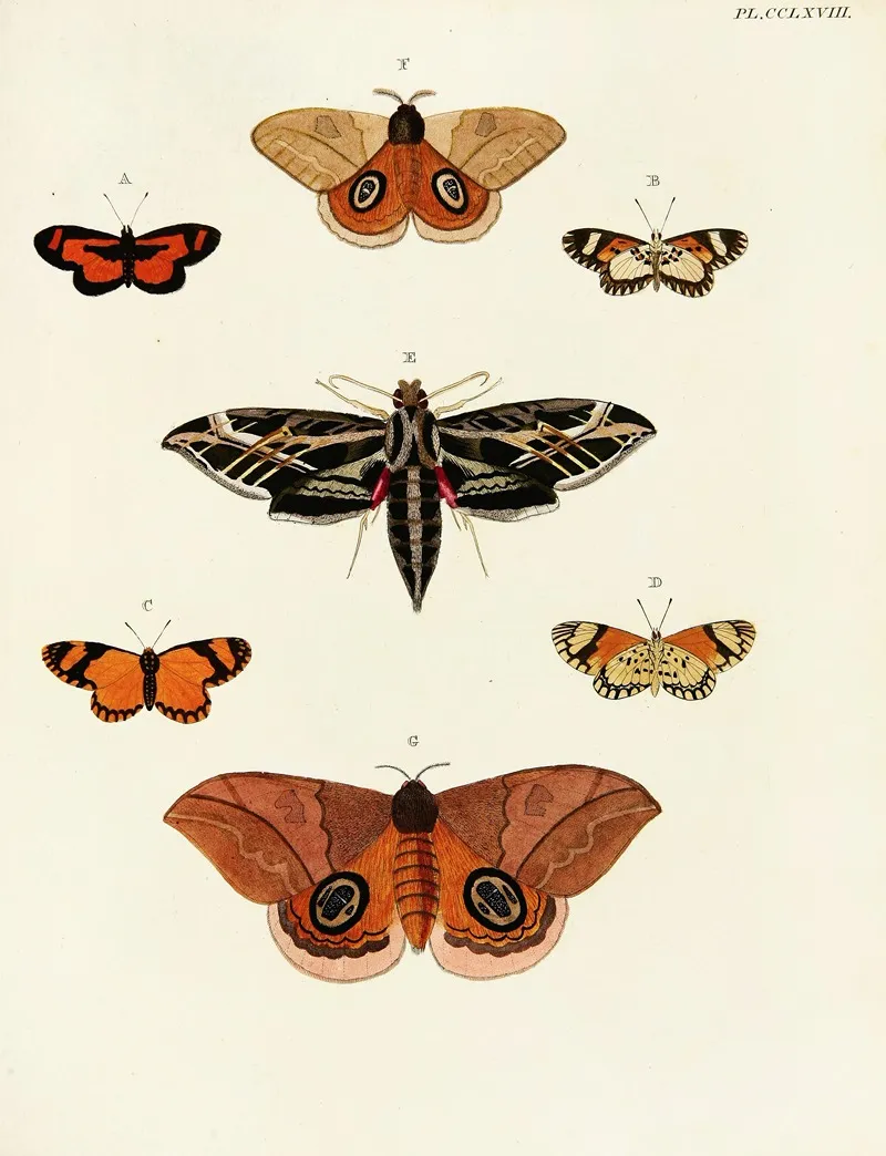 Foreign Butterflies Occurring In The Three Continents Asia Africa And America Pl 075 Wall Art by Pieter Cramer - High-Resolution Digital Print