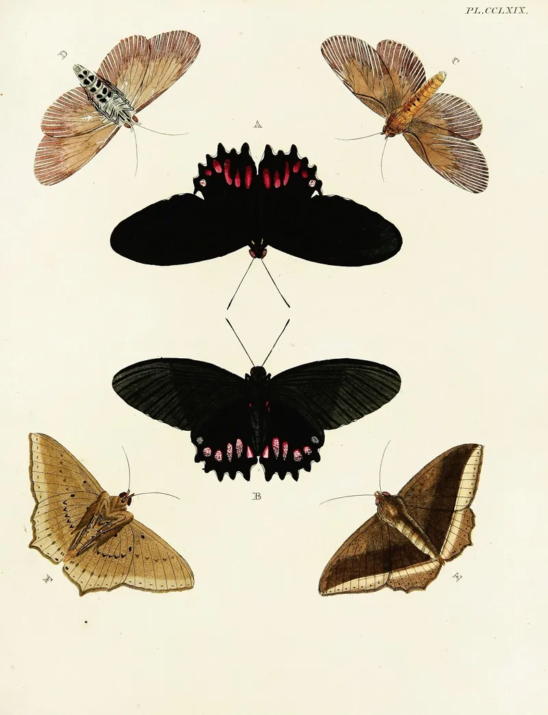 Foreign Butterflies Occurring In The Three Continents Asia Africa And America Pl 076 Wall Art by Pieter Cramer - High-Resolution Digital Print