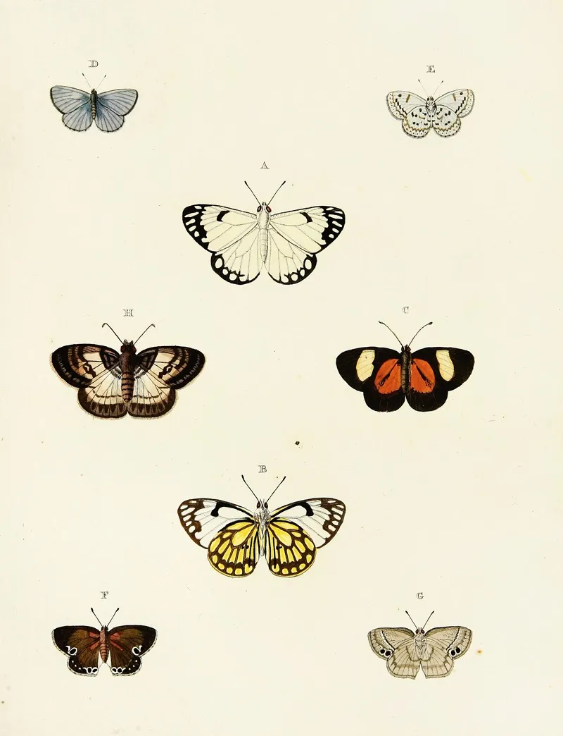 Foreign Butterflies Occurring In The Three Continents Asia Africa And America Pl 077 Wall Art by Pieter Cramer - High-Resolution Digital Print