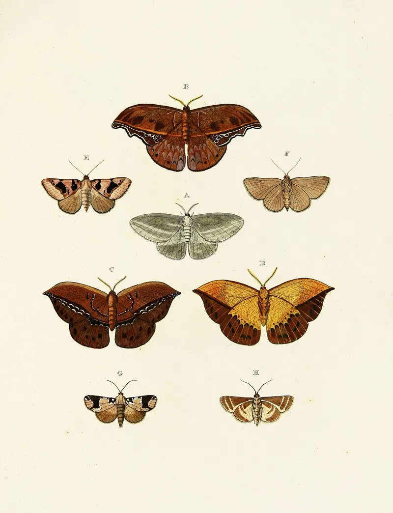 Foreign Butterflies Occurring In The Three Continents Asia Africa And America Pl 079 Wall Art by Pieter Cramer - High-Resolution Digital Print