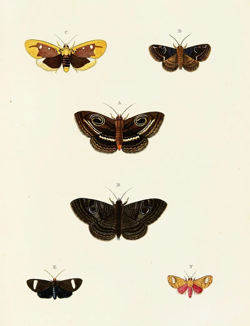 Foreign Butterflies Occurring In The Three Continents Asia Africa And America Pl 081 Wall Art by Pieter Cramer - High-Resolution Digital Print